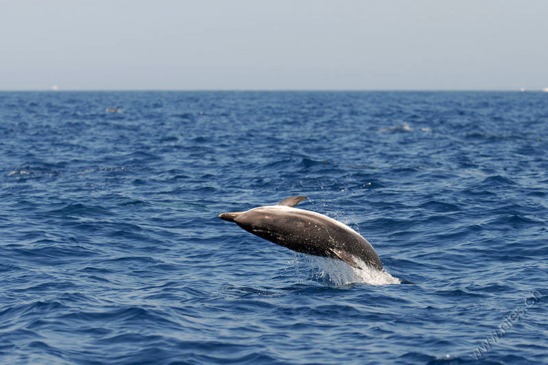 Striped Dolphin