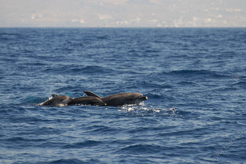 Three Bottlenose Dolphins