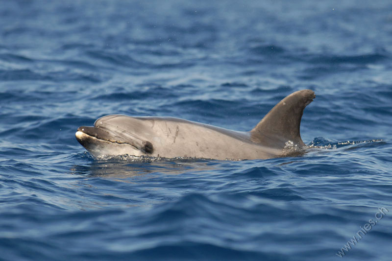 Bottlenose dolphin