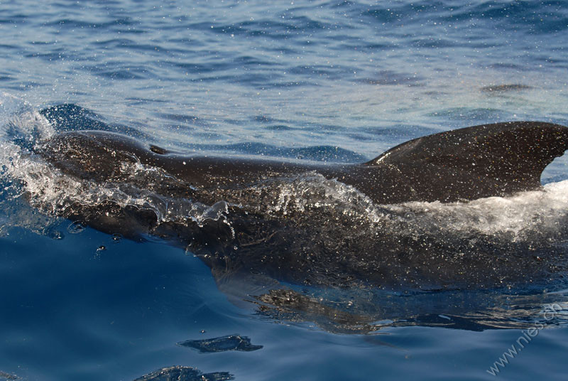 Pilot Whale