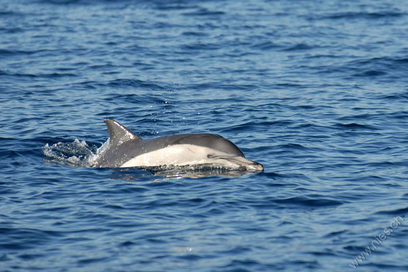 Common Dolphin