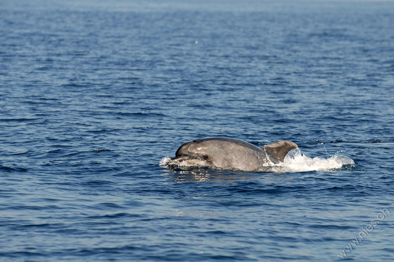 Bottlenose dolphin