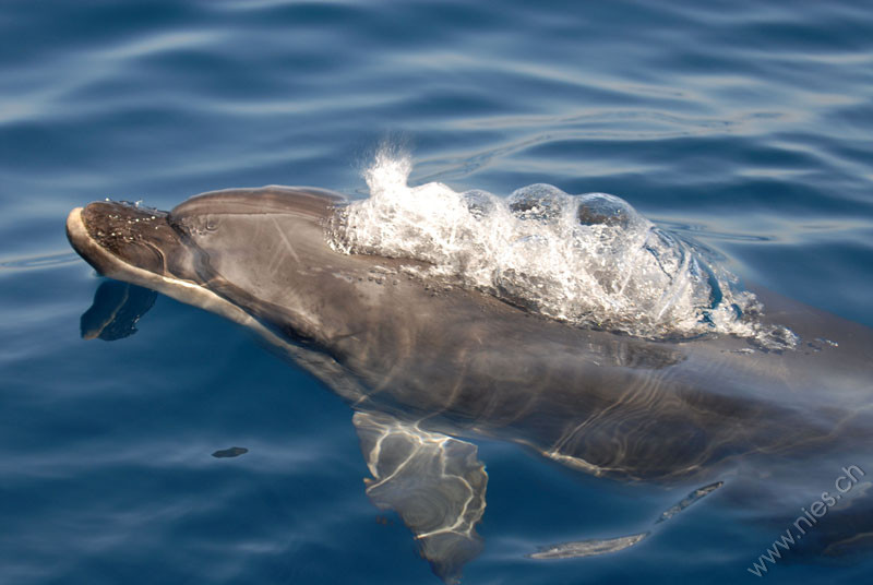 Bottlenose dolphin with blisters
