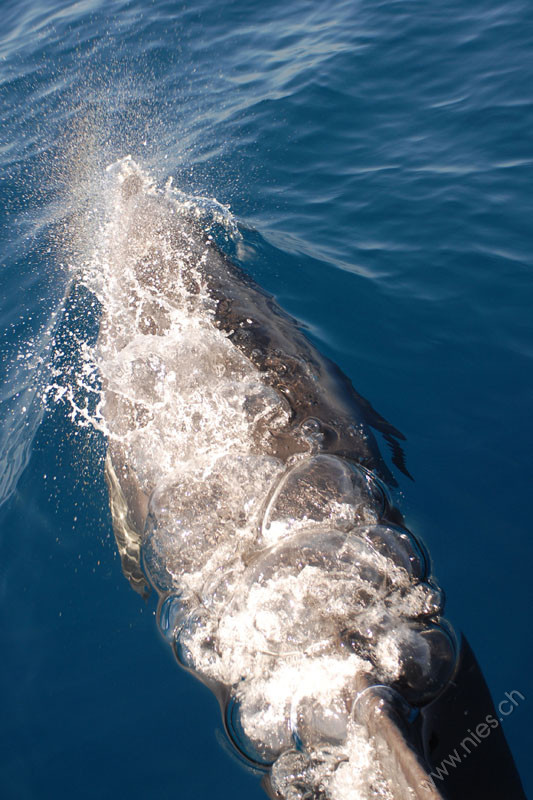 Bottlenose Dolphin with Rainbow