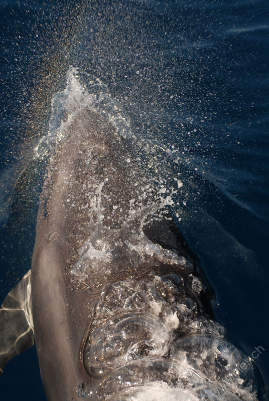 Bottlenose Dolphin with Rainbow