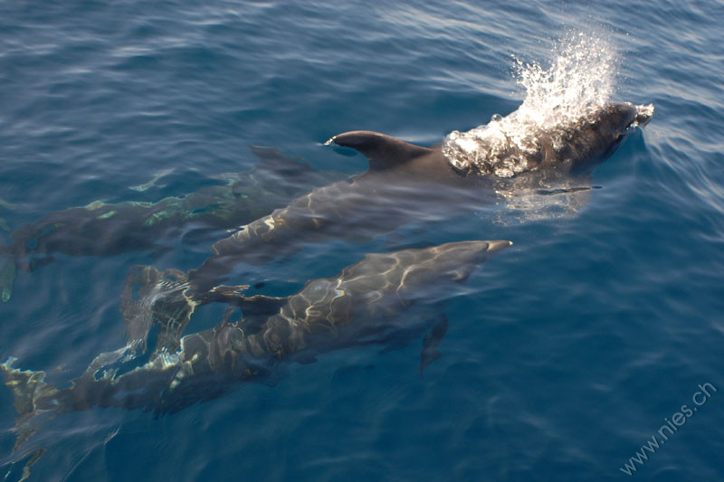 Three bottlenose dolphins