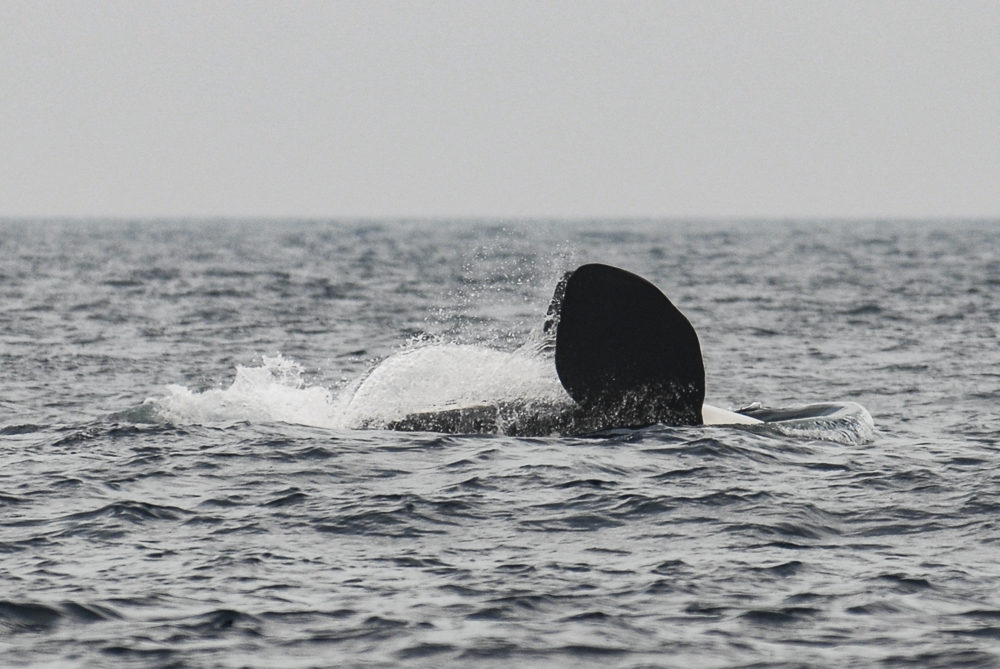 Orca beim Rückenschwimmen