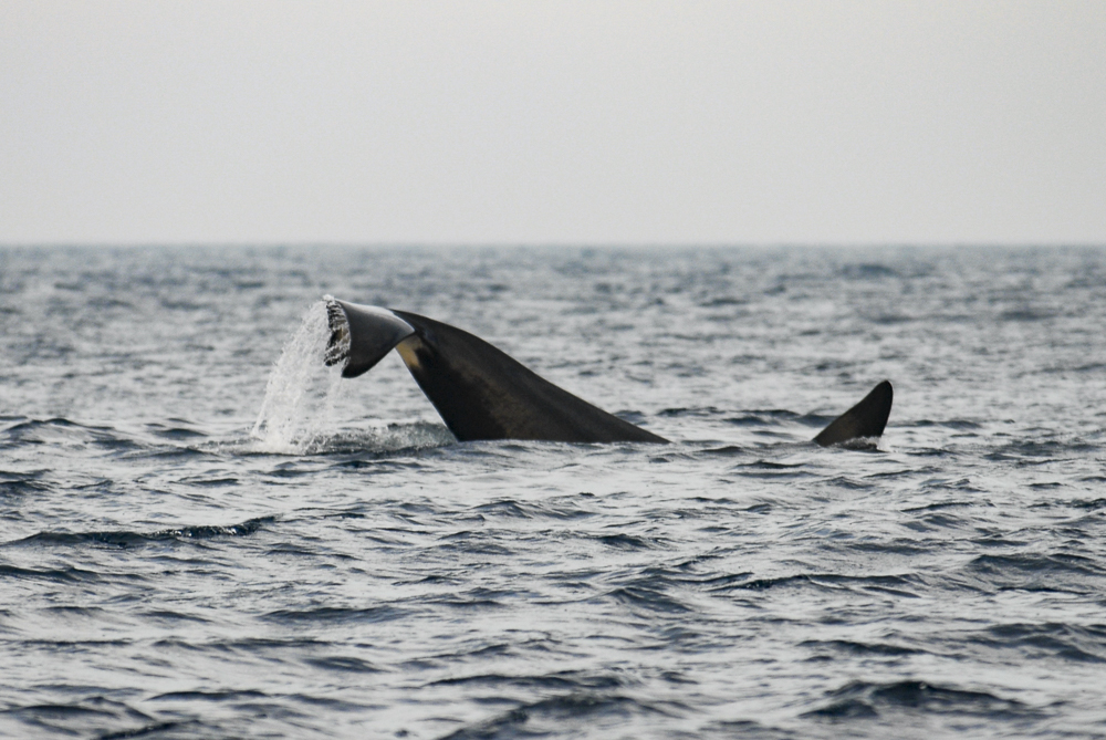 Orca beim Abtauchen