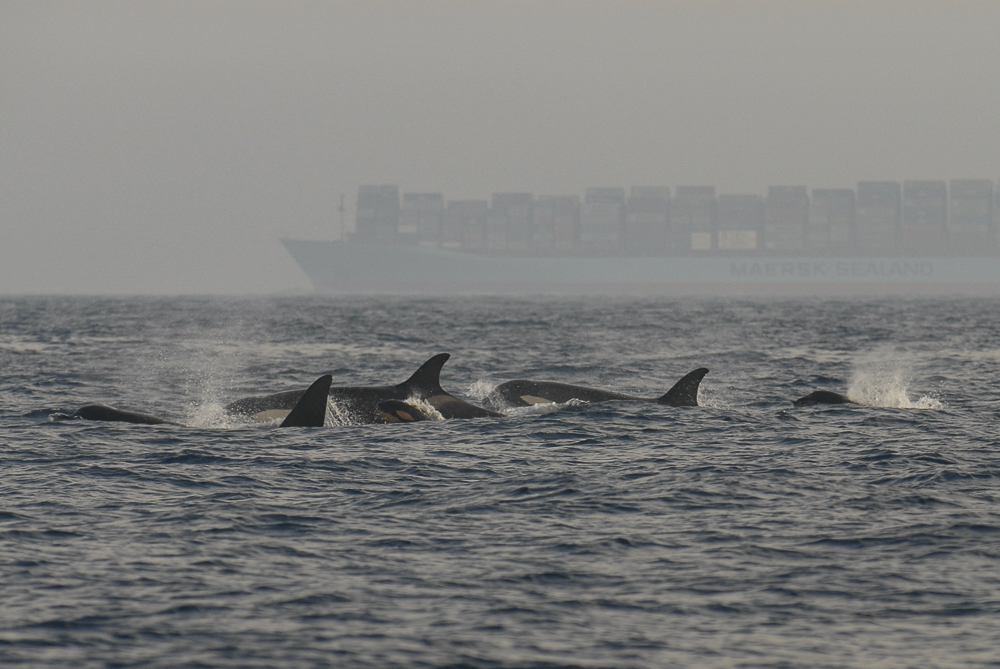 Group of orcas