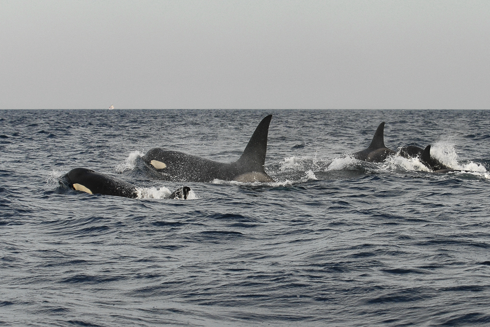 Group of orcas