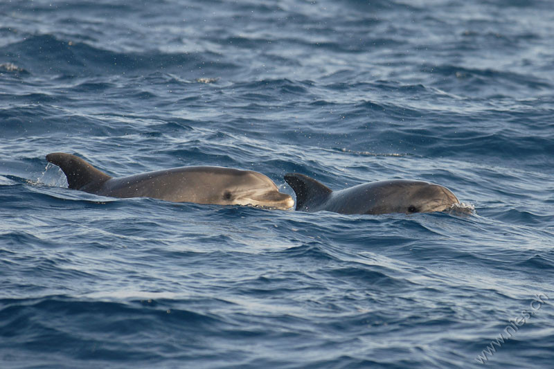 Two Bottlenose Dolphins