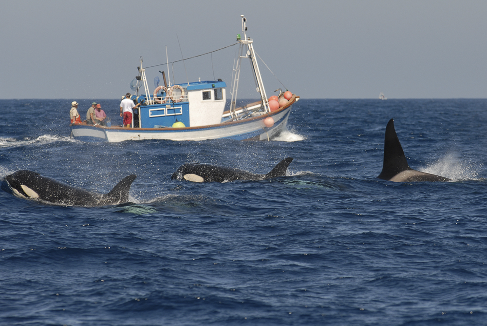 Orcas with fishing boat