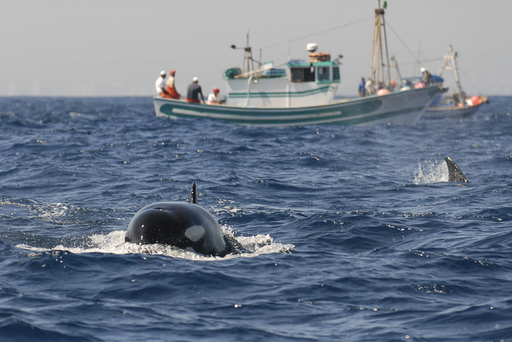 Orca unter Fischerbooten