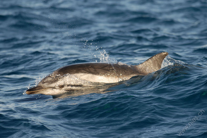 striped dolphin