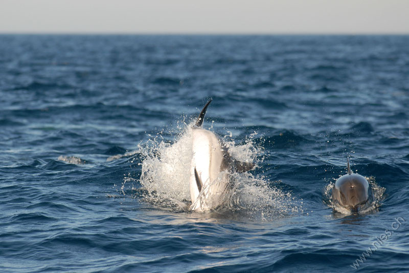 Delfin-Seitenrolle