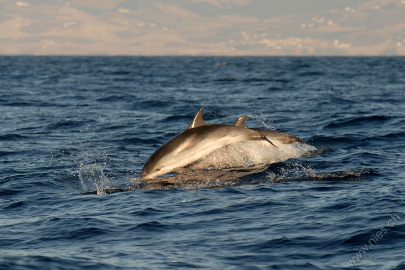 Leaping Striped Dolphins