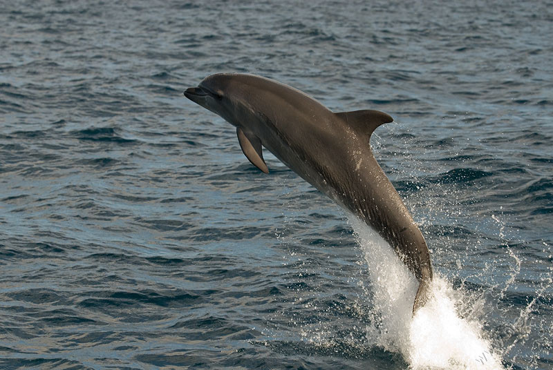 Jumping Bottlenose Dolphin