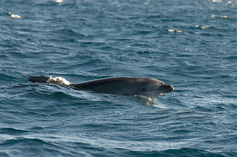 Bottlenose Dolphin