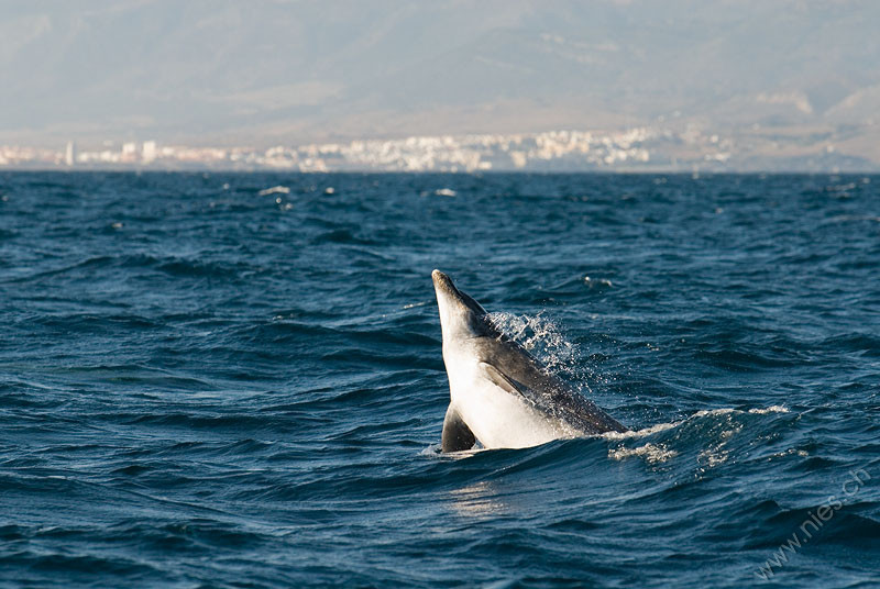 Jumping Bottlenose Dolphin