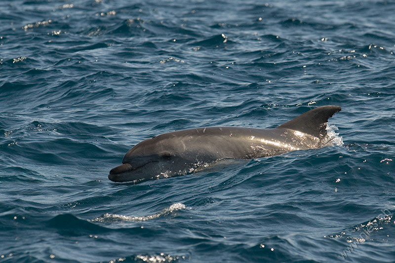 Bottlenose Dolphin