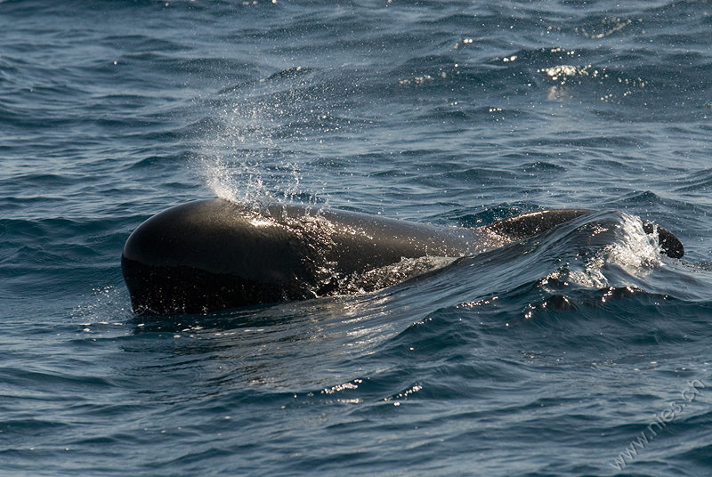 Pilot whale