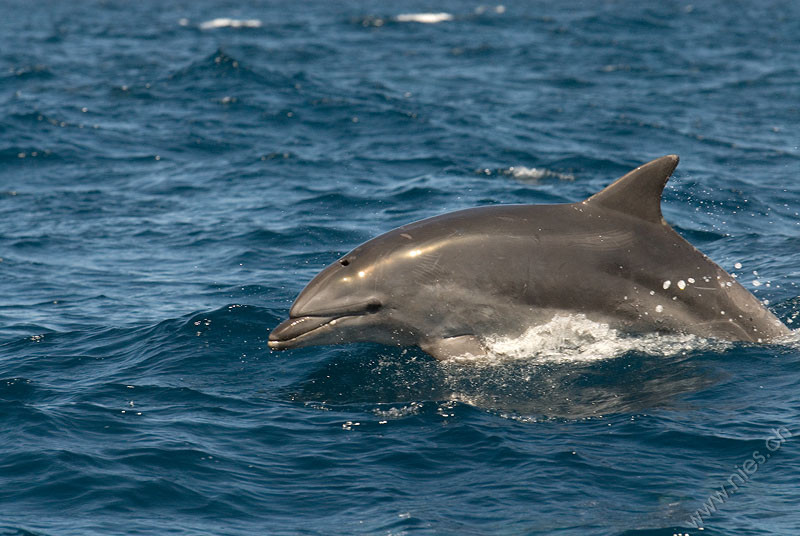 Bottlenose Dolphin