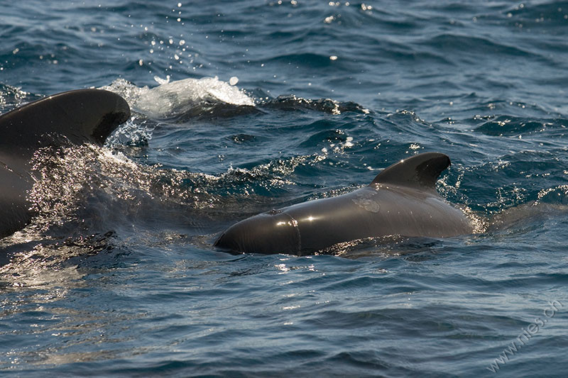 Young pilot whale