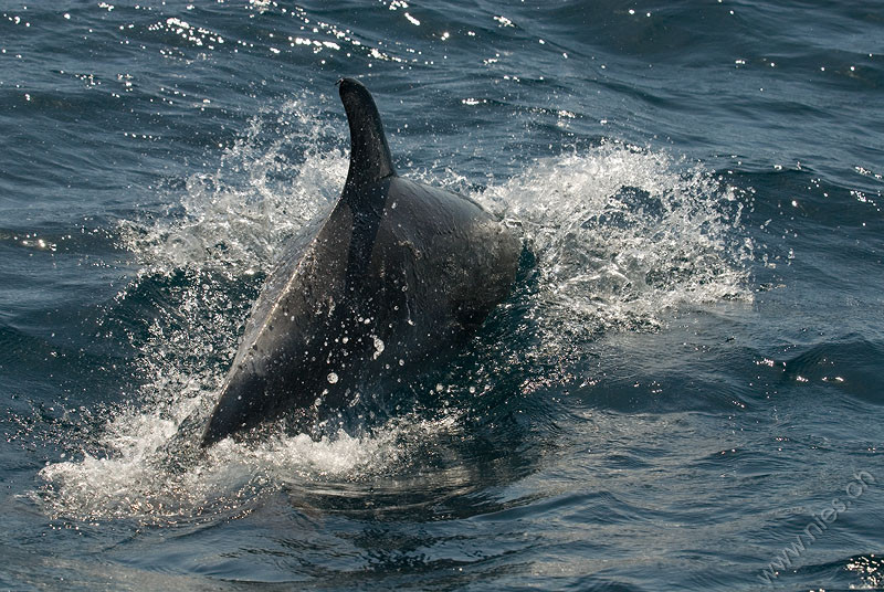 Bottlenose Dolphin