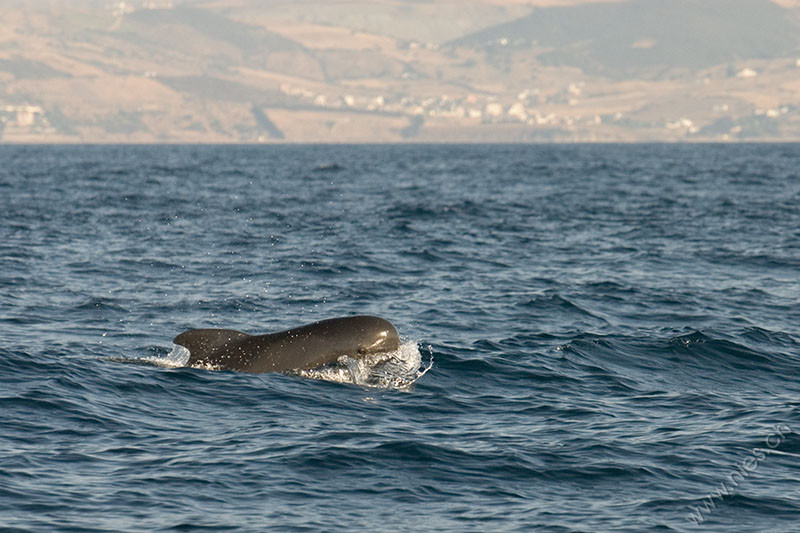 Pilot Whale