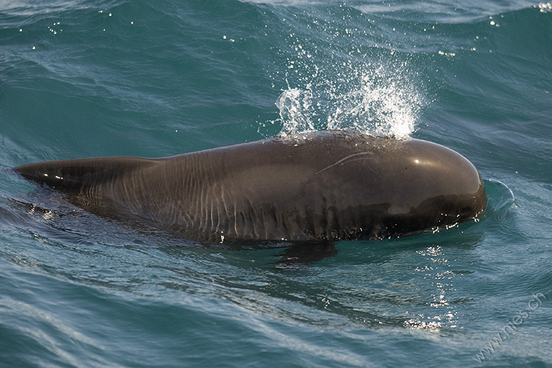 Pilot whale