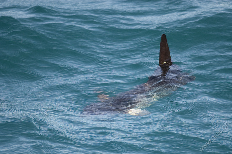 Mola Mola