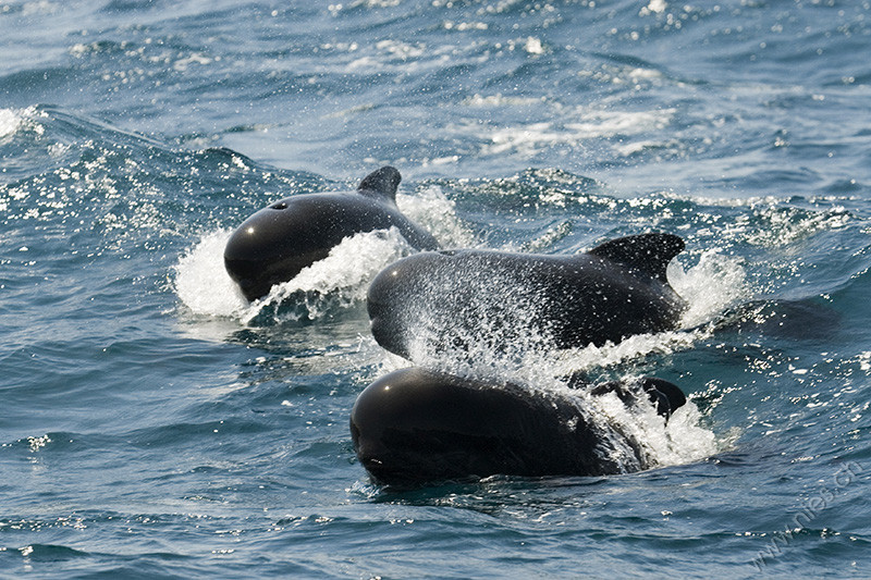 Pilot whales