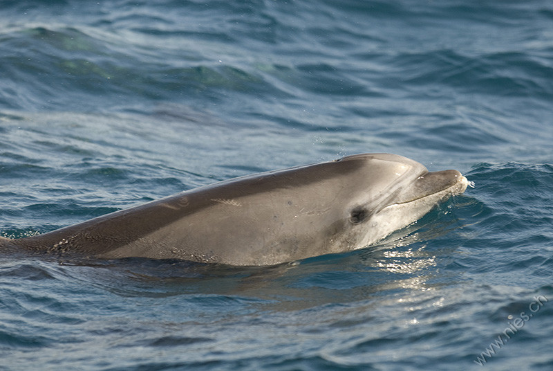 Bottlenose dolphins