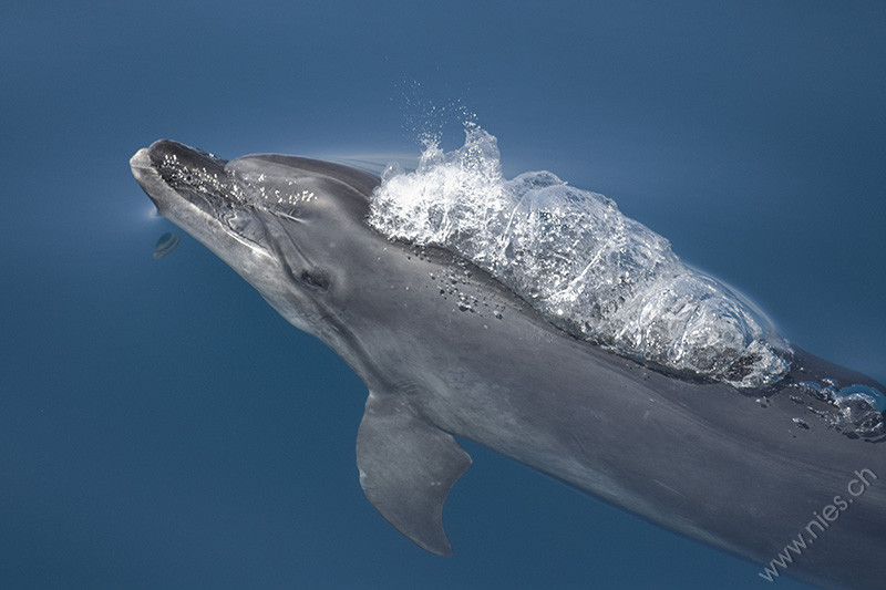 Bottlenose Dolphin