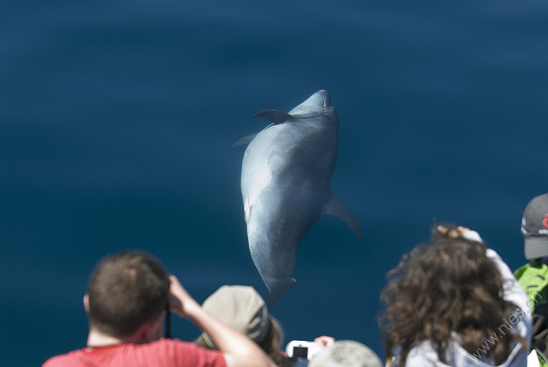 Pregnant bottlenose dolphin