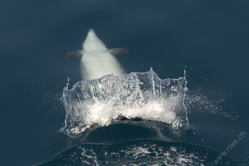 Clapping female bottlenose dolphin