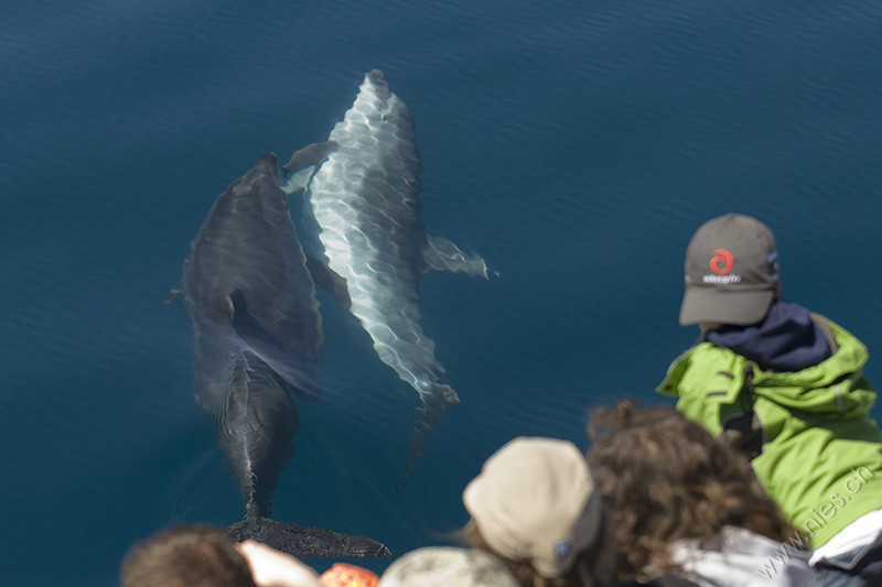 Two bottlenose dolphins