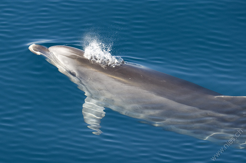 Bottlenose Dolphin