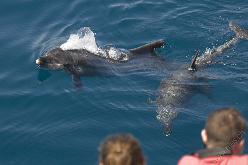 Two bottlenose dolphins