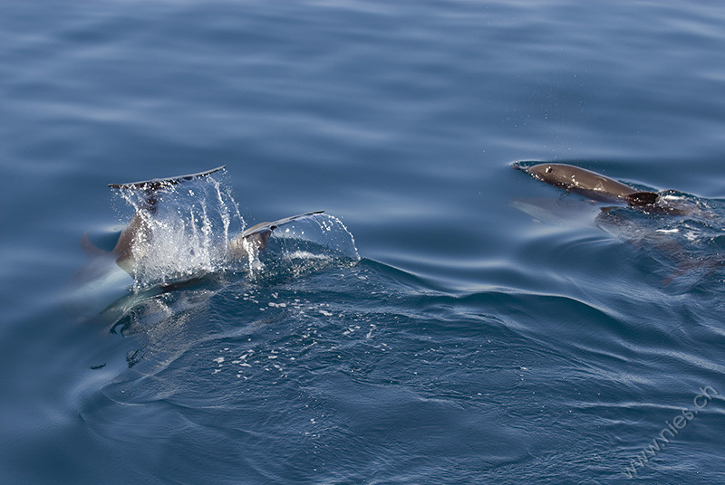 Bottlenose dolphins clapping