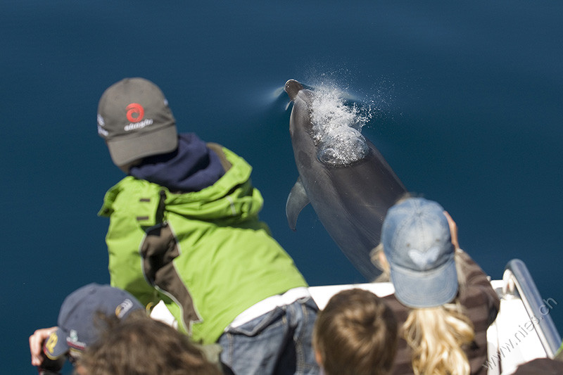 Bottlenose dolphin at the bow