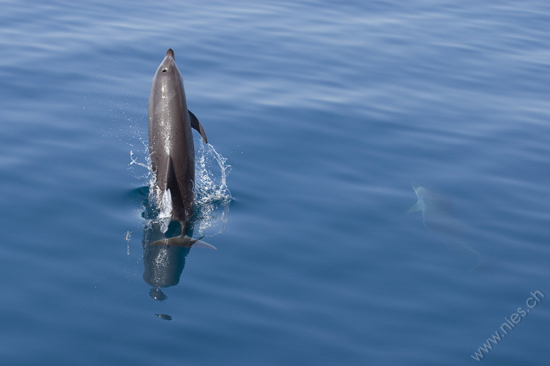 Bottlenose dolphin jumping