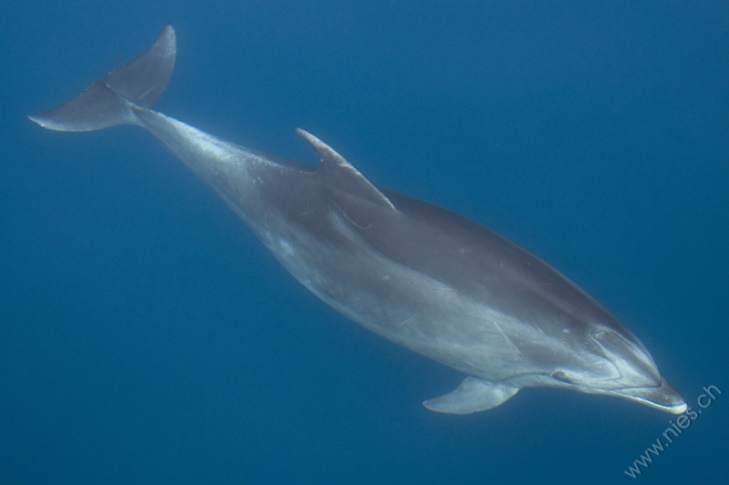 Bottlenose dolphins under water