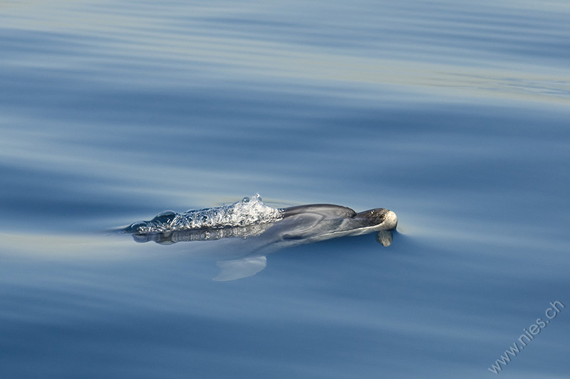 Bottlenose dolphin