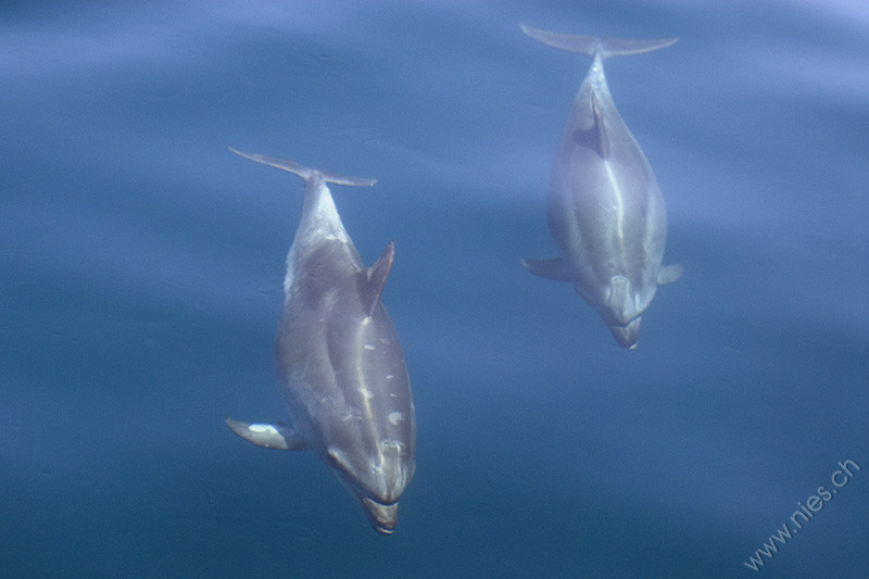 Bottlenose dolphins under water