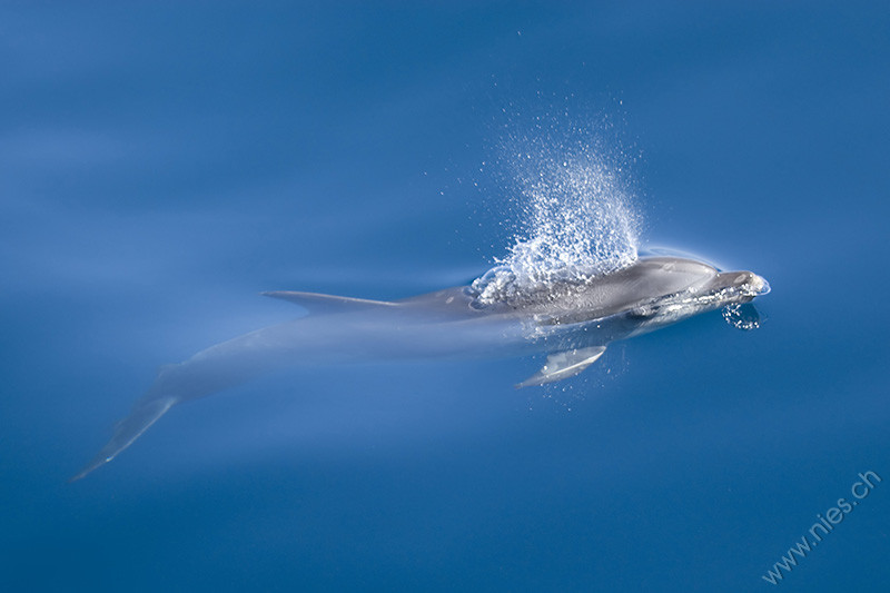 Bottlenose dolphin