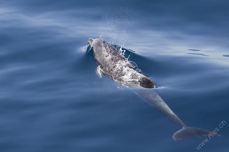 Bottlenose Dolphin