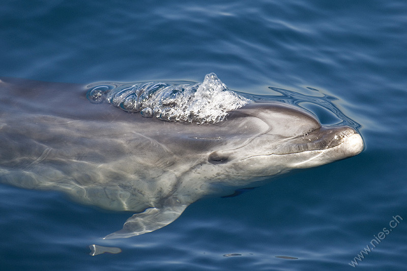 Bottlenose Dolphin with Air Bubbles