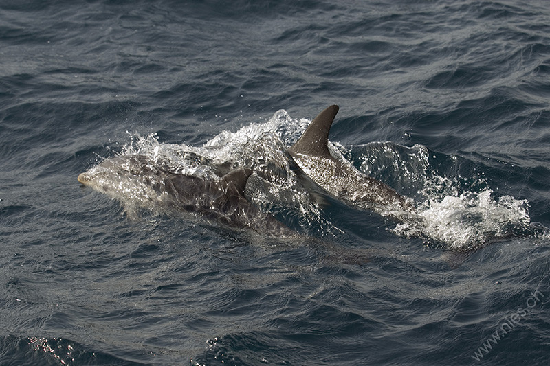 Two striped dolphins