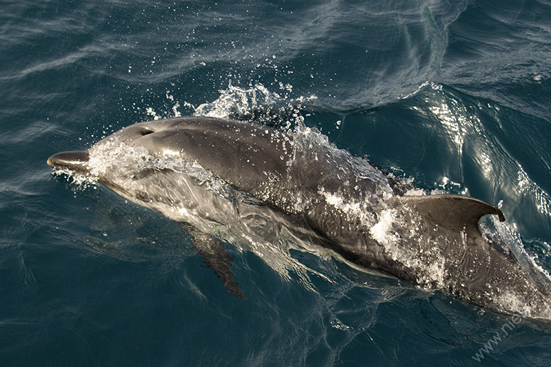 Striped Dolphin